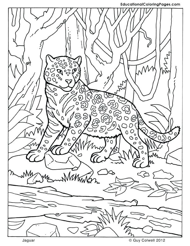 Jungle Drawing For Kids at GetDrawings | Free download