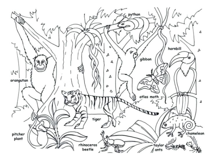 730x554 Tropical Rainforest Coloring Pages Tropical Jungle And Animals