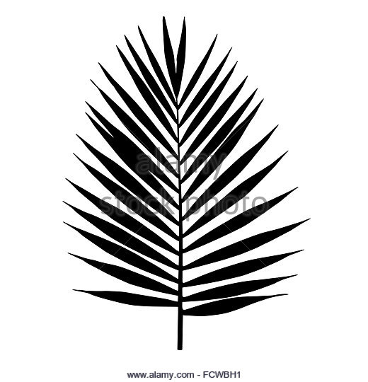 520x540 Jungle Leaves Silhouette Black And White Stock Photos Amp Images