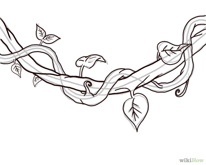 670x536 Vine With Maple Like Leaves Drawing