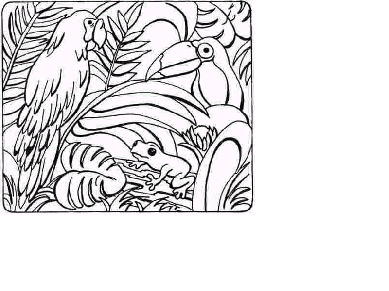 800x600 Drawn Jungle Coloring Page