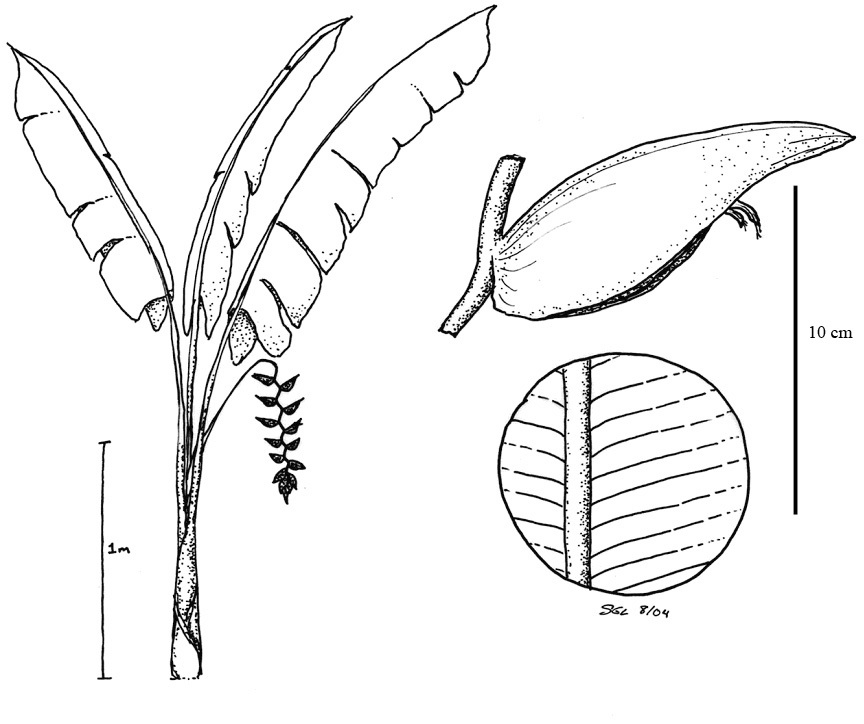 864x724 Fileheliconiaceae.jpg