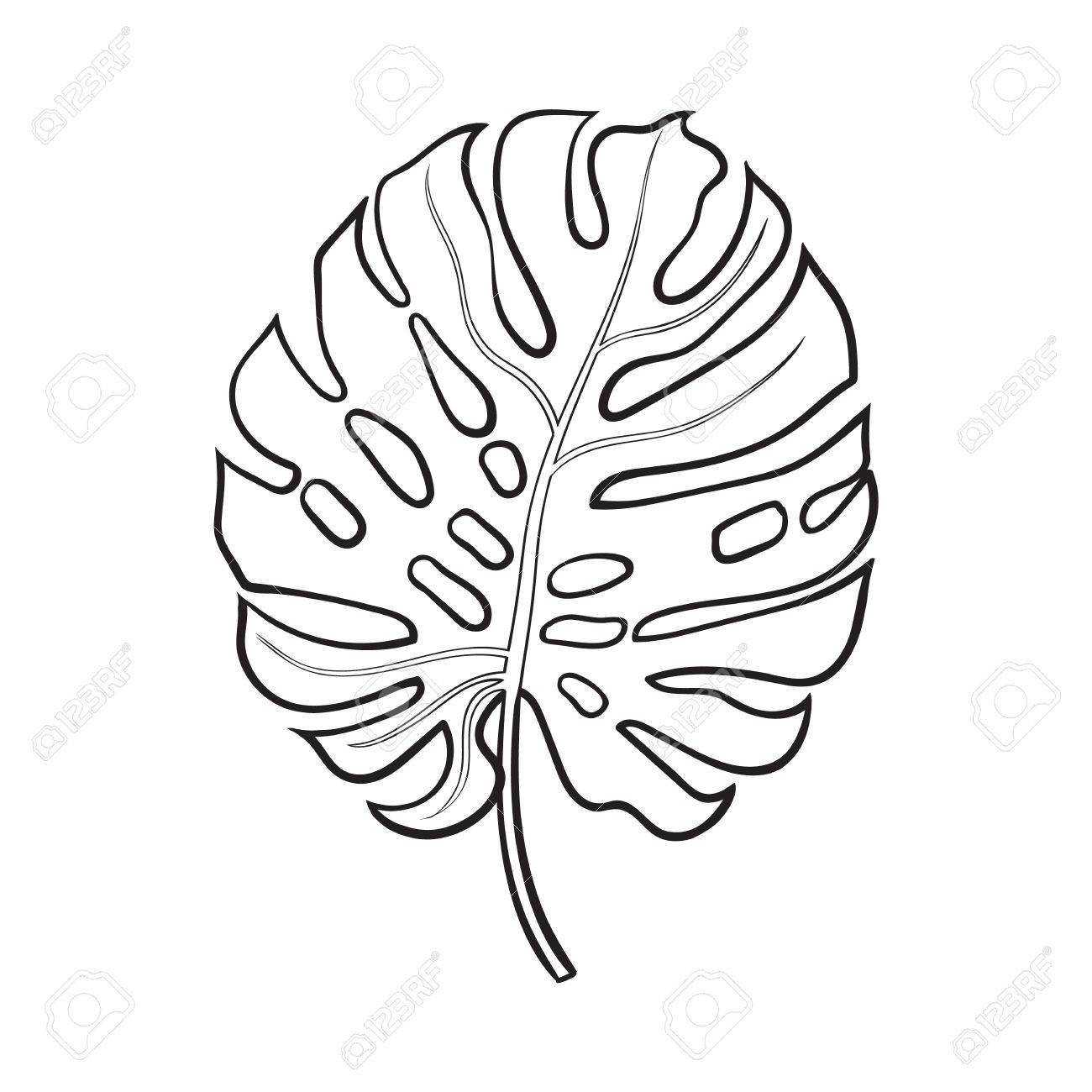 1300x1300 Full Fresh Leaf Of Monstera Palm Tree, Sketch Style Vector