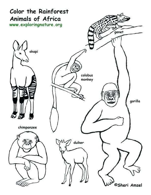 612x792 Rainforest Animals Coloring Pages Plants Coloring Pages Rain