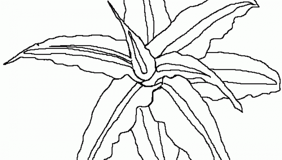 960x544 Rainforest Plants Coloring Pages For Kids Free Printable Adult