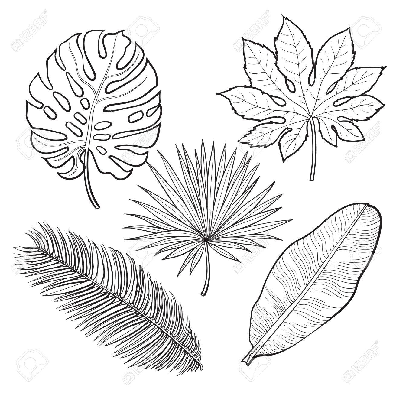 1300x1300 Set Of Tropical Palm Leaves, Sketch Style Vector Illustration