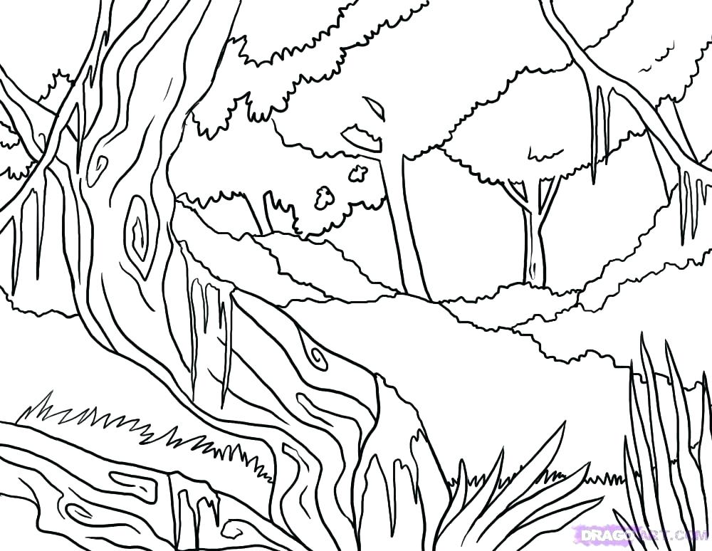 1000x774 Tropical Rainforest Coloring Pages Rain Forest Coloring Pages