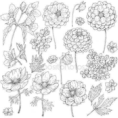 450x450 Vector Sketch Black And White Set Of Isolated Elements. The Leaves