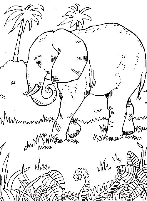 500x683 7 Best Jungle Animal Coloring Pages Images On Coloring