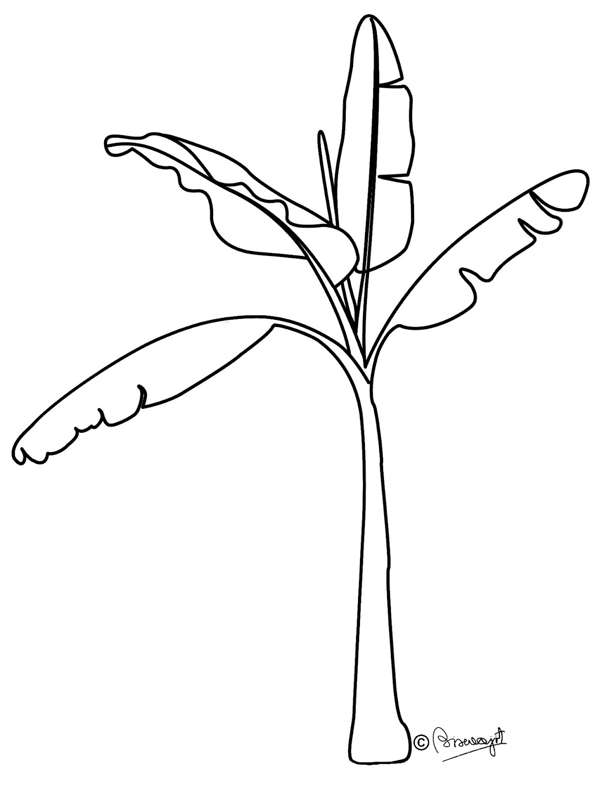1240x1600 Jungle Tree Clipart Black And White