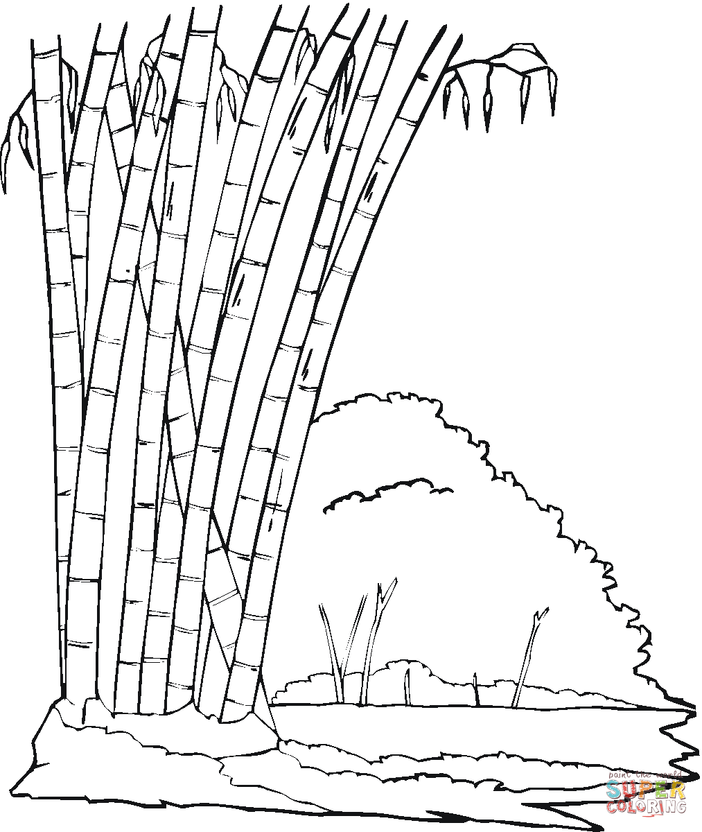 1013x1200 Bamboo In The Jungle Coloring Page Free Printable Coloring Pages