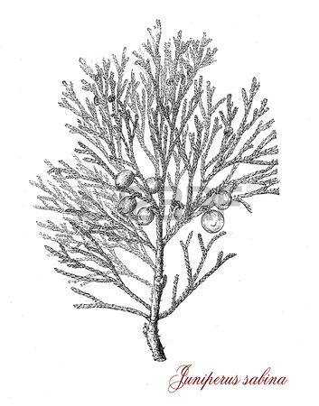 353x450 363 Juniper Berry Stock Vector Illustration And Royalty Free