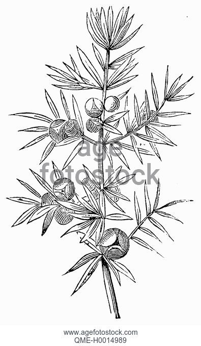 395x679 Inflorescences Of Australian Pine Casuarina Equisetifolia, Drawing