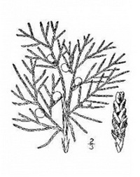 200x252 Juniper Berries Ogao Trading