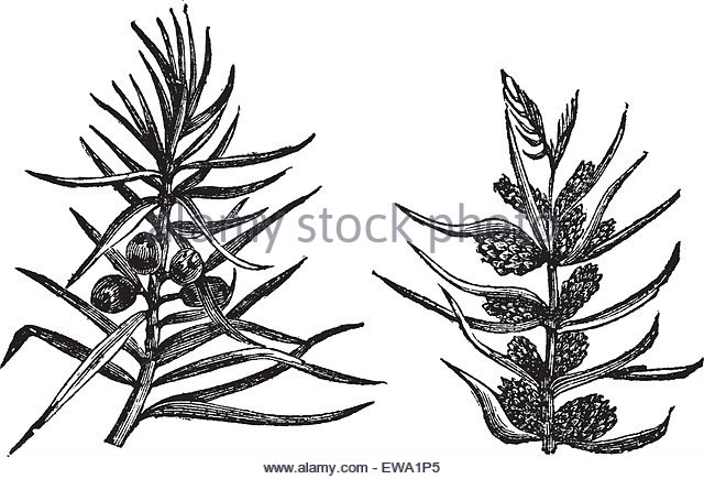 640x435 Juniper Berries Drawing Engraving Stock Photos Amp Juniper Berries