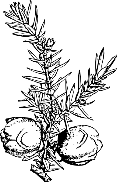 384x596 Branch And Berries Clip Art