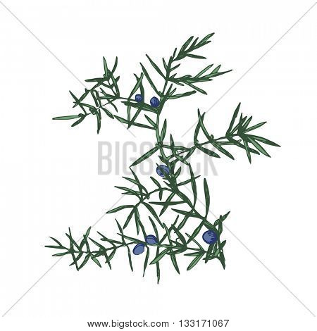 450x470 Juniper Images, Illustrations, Vectors