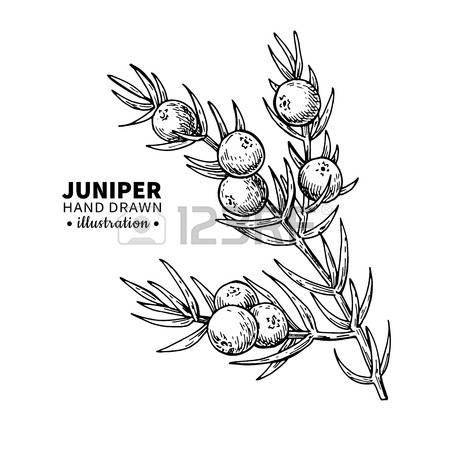 450x450 Juniper Vector Drawing. Isolated Vintage Illustration Of Berry