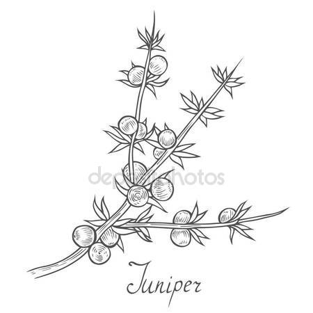 450x450 Juniper Berries Stock Vectors, Royalty Free Juniper Berries