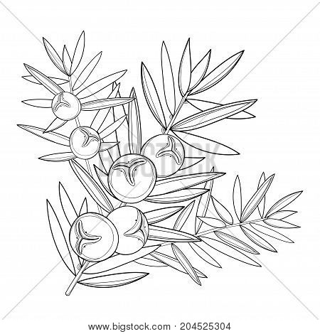 450x470 Vector Branch Outline Juniper Vector Amp Photo Bigstock