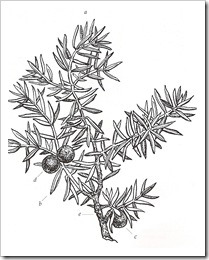 209x260 Juniper Drawing