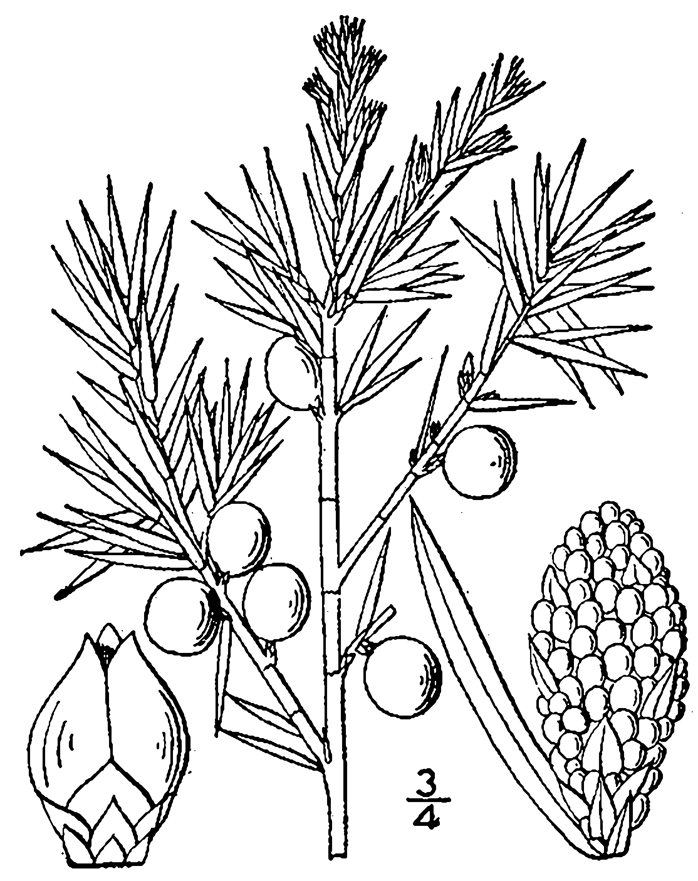 2228x2812 Filejuniperus Communis Drawing.png