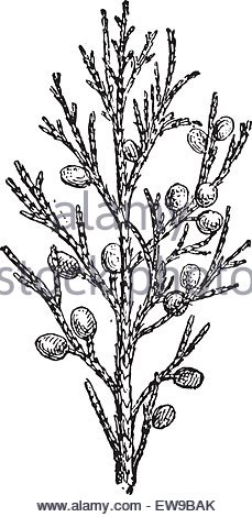 229x470 Juniper, Vintage Engraving. Old Engraved Illustration Of Juniper