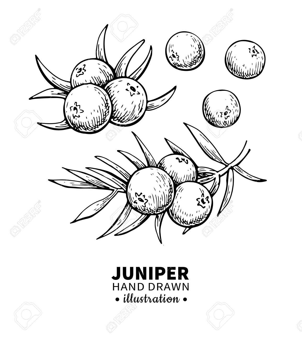 1154x1300 Juniper Drawing. Royalty Free Cliparts, Vectors, And Stock