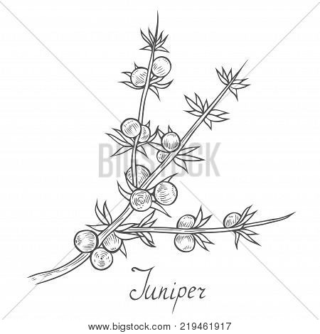 450x470 Juniper Images, Illustrations, Vectors
