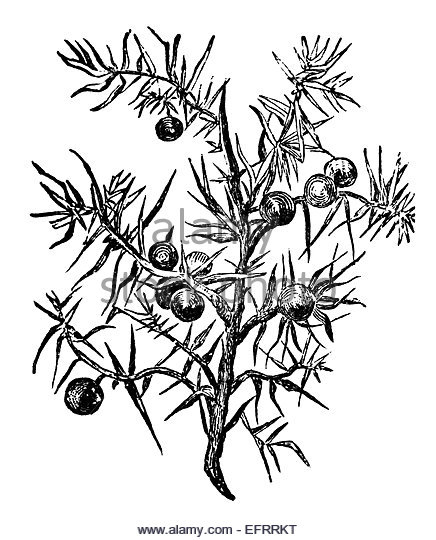 436x540 Juniper Tree Illustration Stock Photos Amp Juniper Tree Illustration