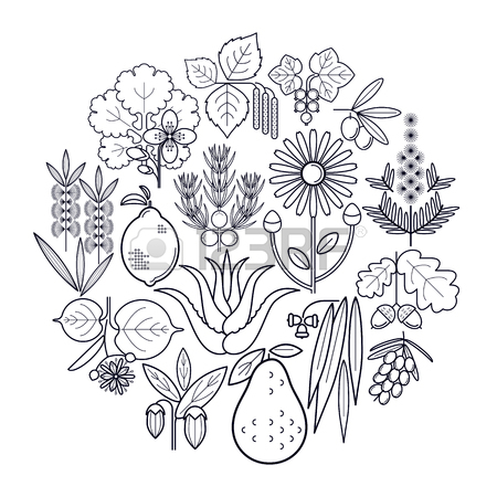 450x450 568 Juniper Tree Stock Vector Illustration And Royalty Free