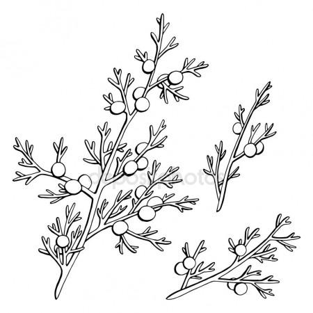 450x450 Juniper Tree Silhouette Stock Vectors, Royalty Free Juniper Tree