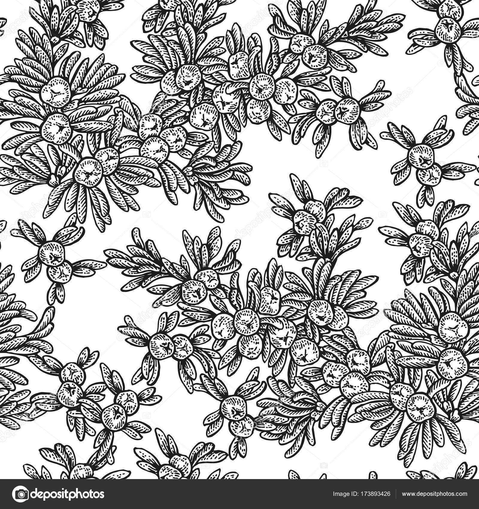 1600x1700 Juniper Tree Vector Seamless Pattern. Hand Drawn Illustration