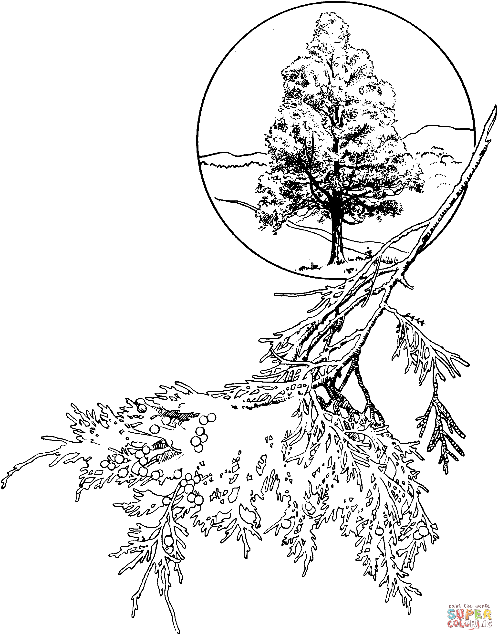 2040x2601 Red Cedar Or Eastern Juniper Coloring Page Free Printable