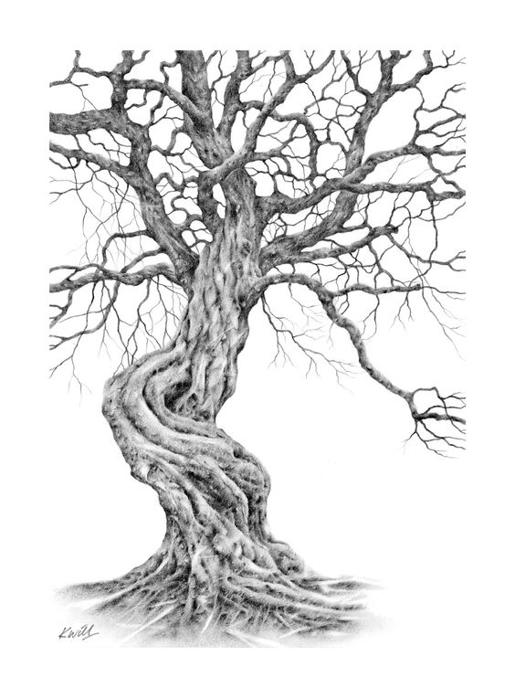 564x764 70 How Draw A Juniper Tree, Tree Draw How Juniper A How