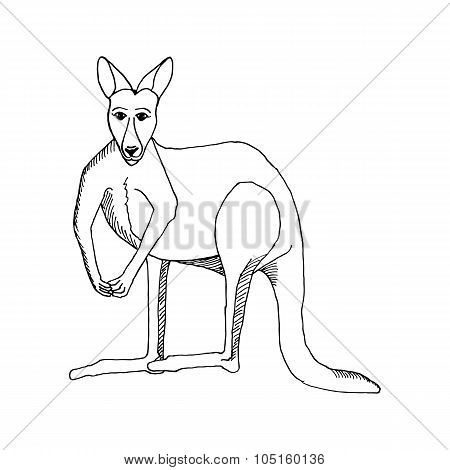 450x470 Hand Draw Kangaroo Style Sketch Vector Amp Photo Bigstock