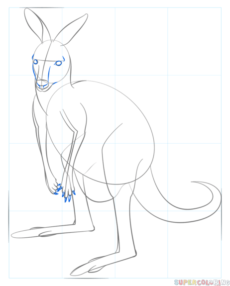 462x575 How To Draw A Kangaroo Step By Step Drawing Tutorials
