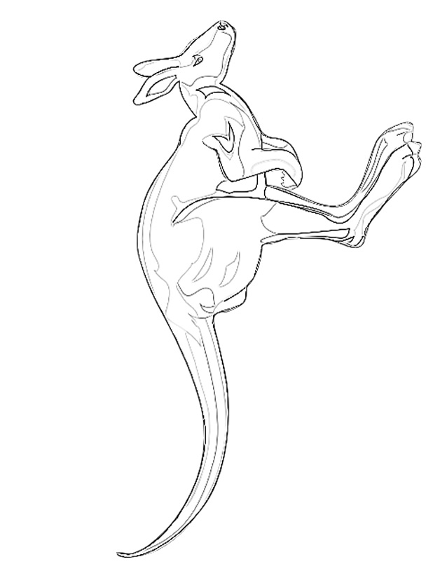 638x825 Kangaroo