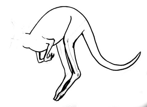 477x350 Learn How To Draw A Kangaroo