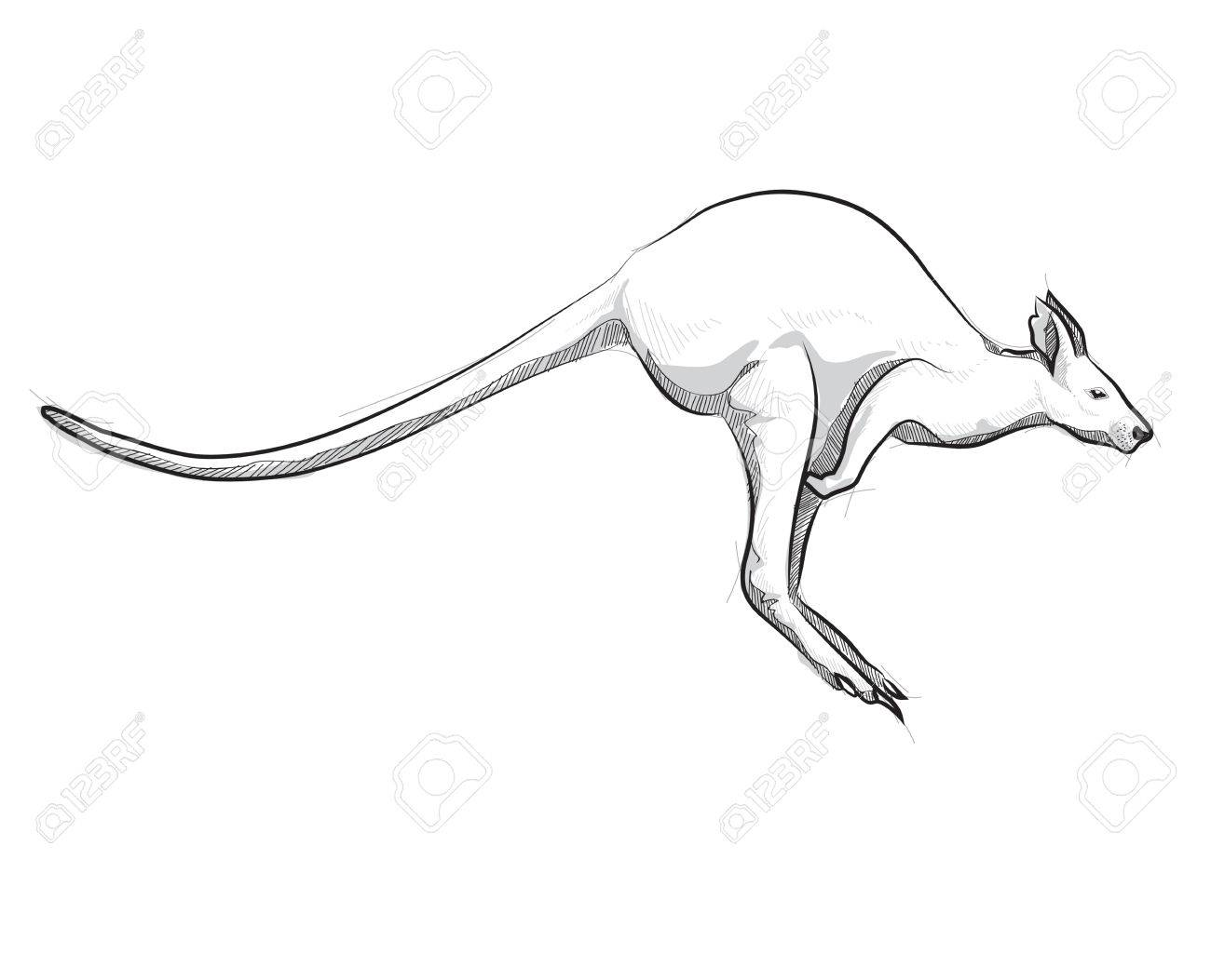 1300x1053 Vector Sketch Hand Drawing Kangaroo Illustration Jumping Royalty