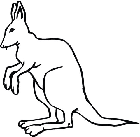 480x470 Kangaroo 16 Coloring Page Free Printable Coloring Pages