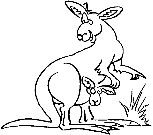 633x560 Kangaroo Outline Picture For Print And Paint. Coloring Book