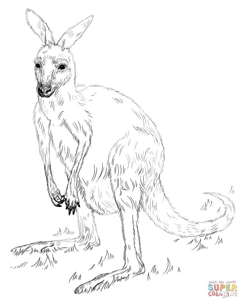 803x1000 Kangaroos Coloring Pages Free Coloring Pages