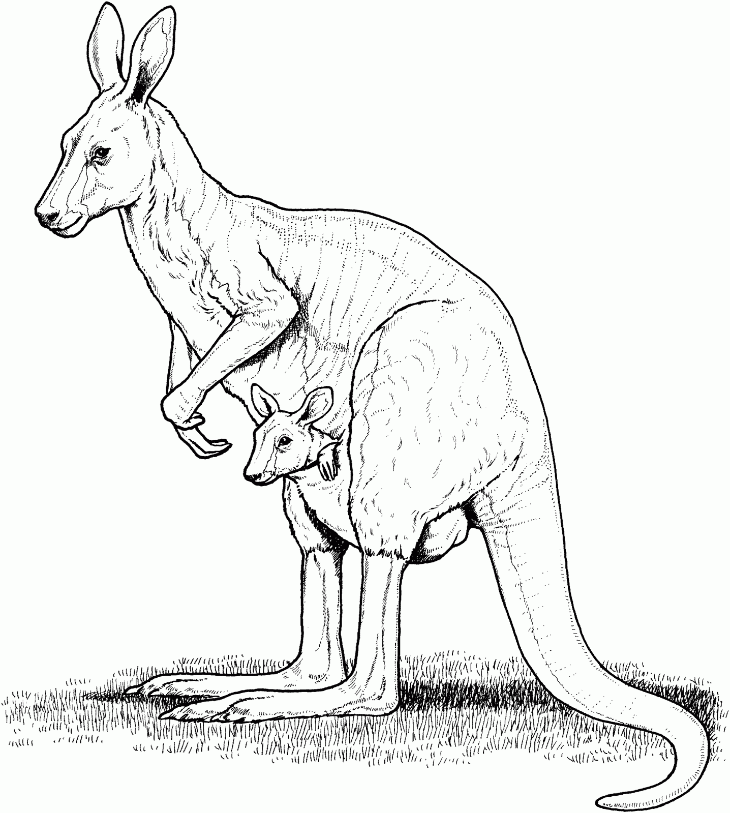 1436x1599 Top Kangaroo Coloring Page 5