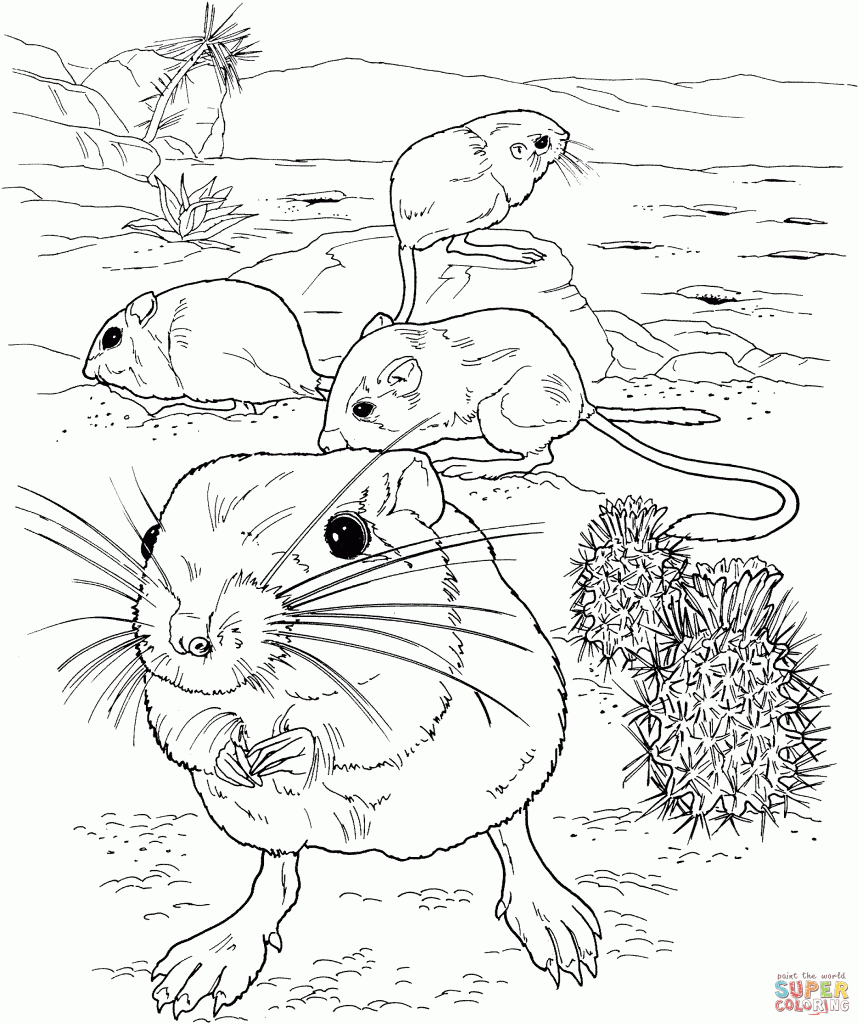 859x1024 Giant Kangaroo Rats Download Coloring Page