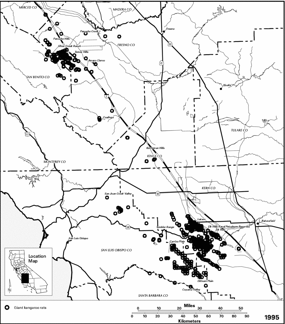 1000x1134 H. Giant Kangaroo Rat (Dipodomys Ingens)