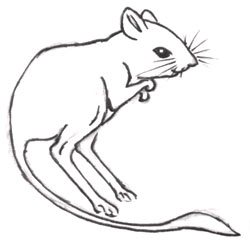 250x244 How To Draw A Kangaroo Rat Step By Step