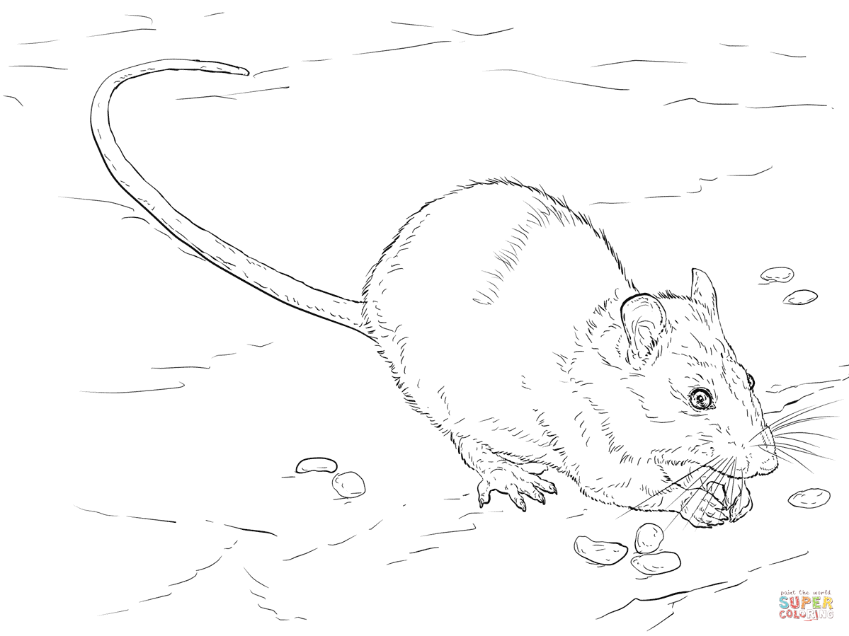 1199x899 Brown Rat Coloring Page Free Printable Coloring Pages