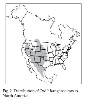 288x337 Kangaroo Rat, Dipodomys Ordi, Control And Management