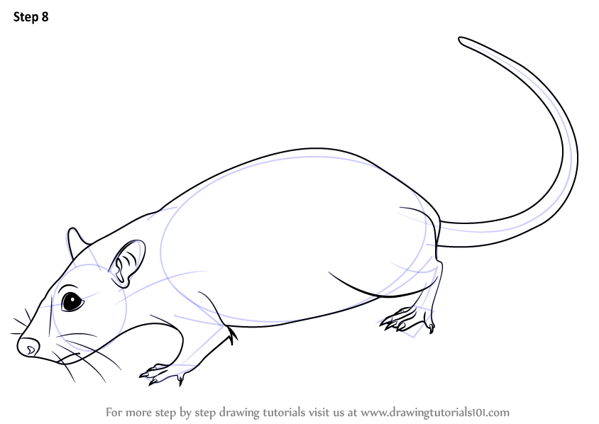 844x598 Learn How To Draw A Rat (Rodents) Step By Step Drawing Tutorials